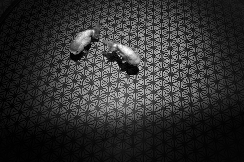 金魚 one track mind like a #goldfish - La Dent de L'Oeil - Contemporary photography by Hélène Veilleux - #kingyo #japan #monochrome #bw #graphic #numb