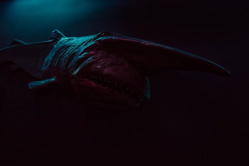Goblin shark