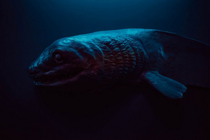Frilled Shark