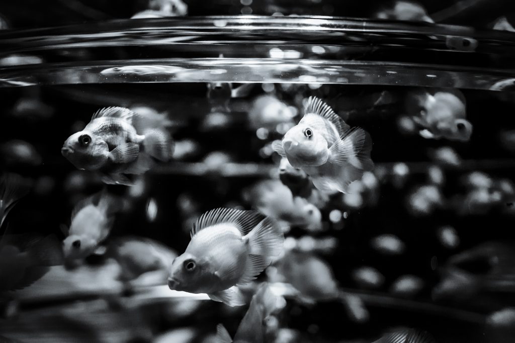 helene_veilleux-8-32