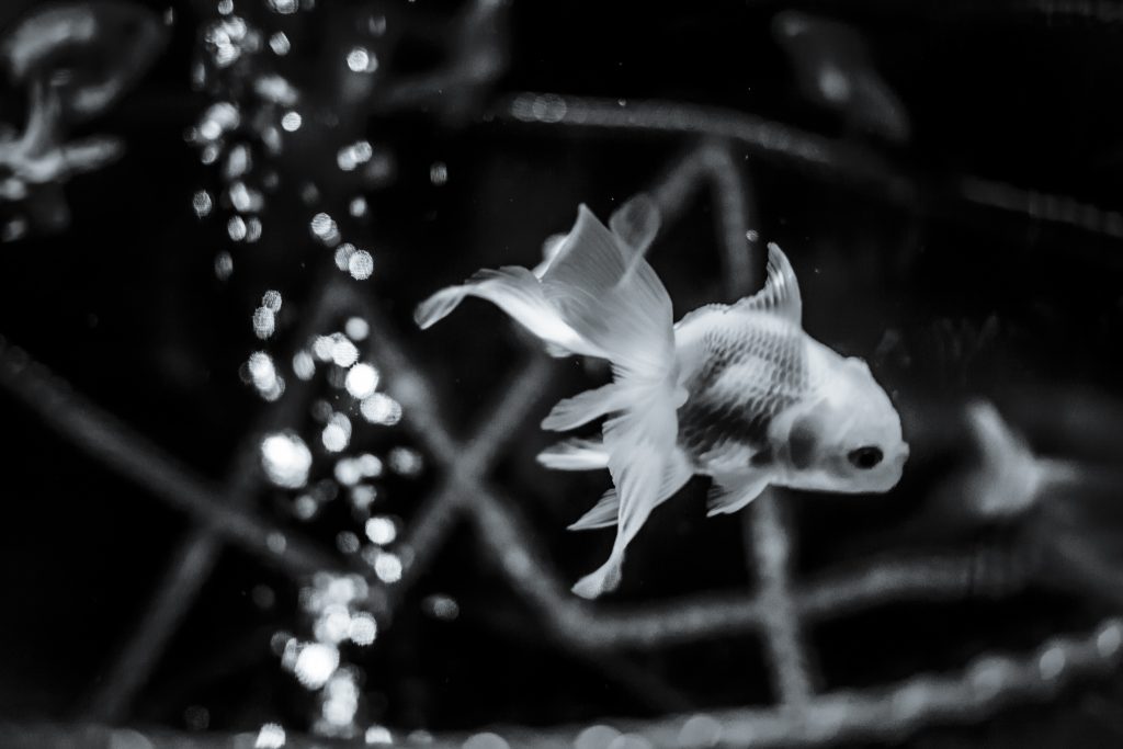 Tatemono - vertical city - La Dent de L'Oeil - Contemporary photography by Hélène Veilleux - #archi #japan #tokyo #archiphoto #maze #skyscraper #bw #urban