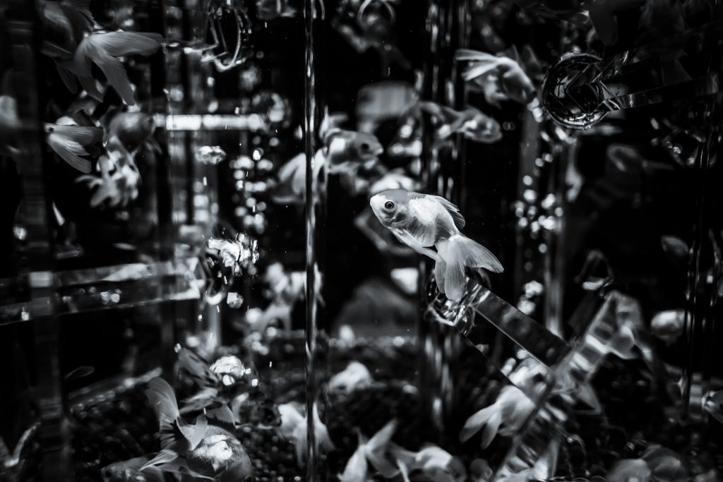 helene_veilleux-8-38