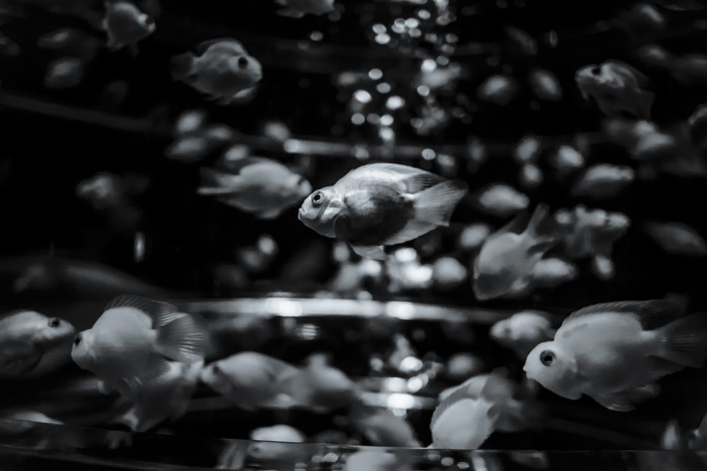 helene_veilleux-8-40