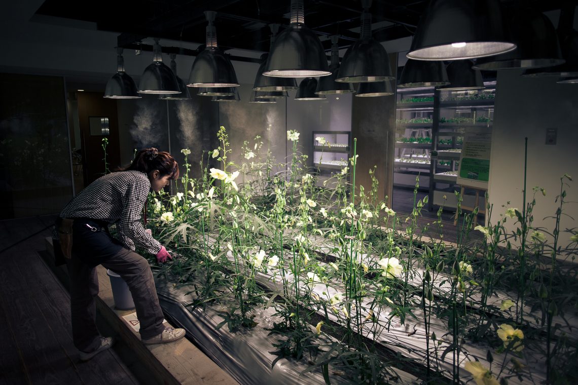 JAPANESE SECRET URBAN FARMING IN THE HEART OF TOKYO // Japan