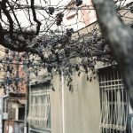 Urban grapes harverst // Tbilisi // Georgia - La Dent de L'Oeil - Contemporary photography by Hélène Veilleux #Sakartvelo #Diary #Urban #PlaubelMakina67