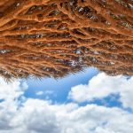 Dragon Blood  Tree // Socotra // Yemen
